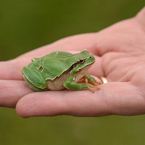 Tree frog sitting in the palm of a hand